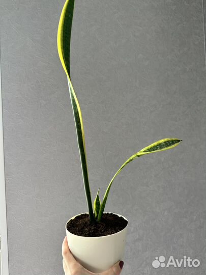 Сансевиерия сортовая