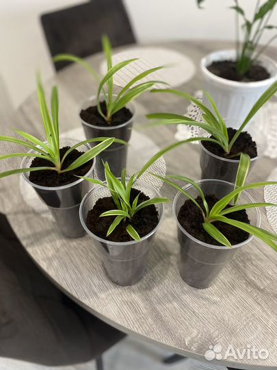 Хлорофитум