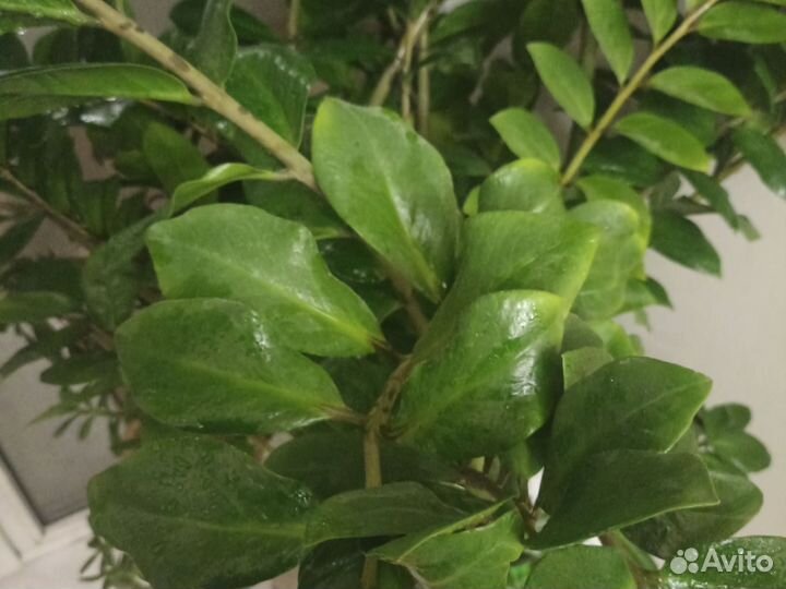 Замиокулькас