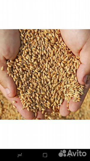 Зерно пшеница