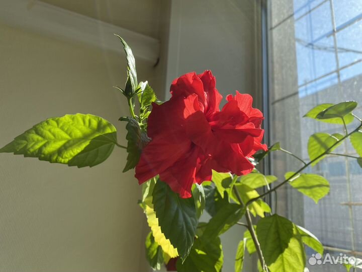 Гибискус Китайская Роза