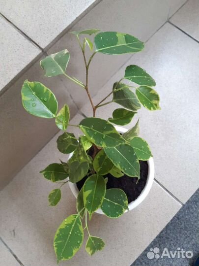 Фикус бенджамина