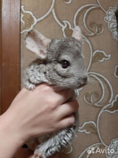 Серебристая шиншилла