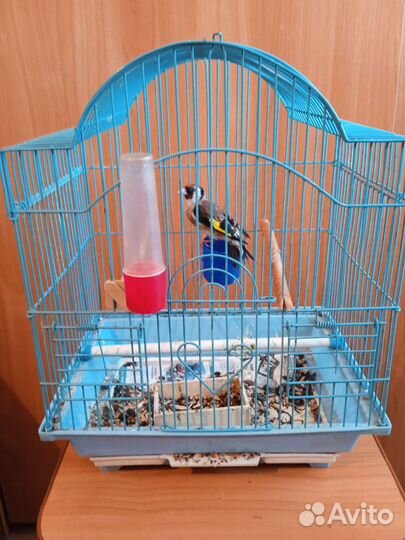 Щегол с клеткой