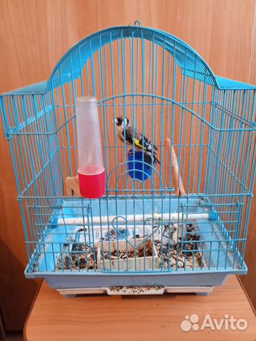 Щегол с клеткой