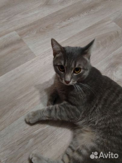 Котик в добрые руки