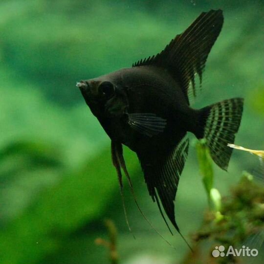 Рыба-большой выбор