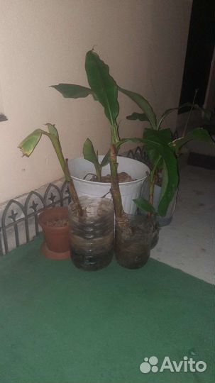 Пальма банановая