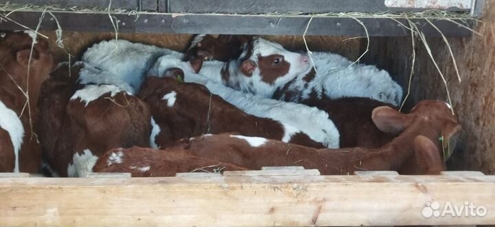 Телята с доставкой до двора за наш счёт