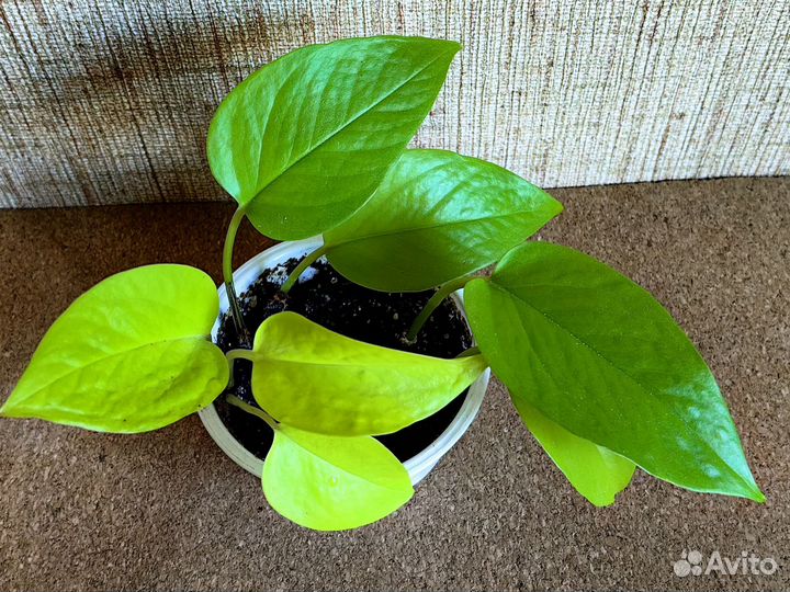 Сциндапсусы