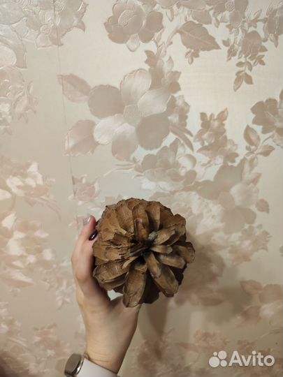 Шишка топовая