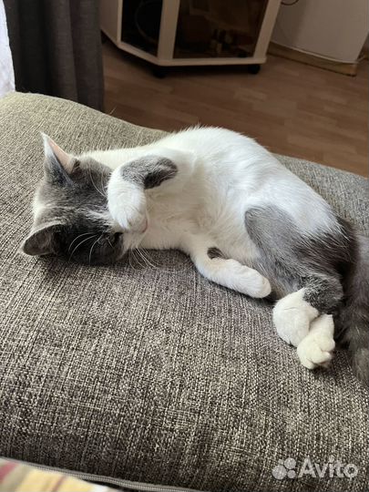 Кошка в добрые руки