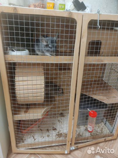 Шиншиллы с клеткой