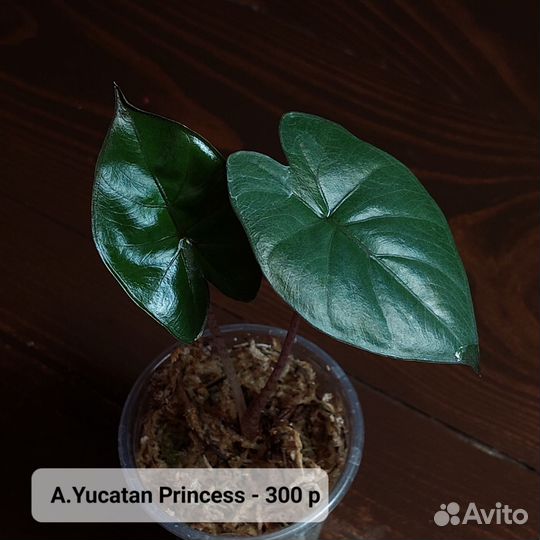 Alocasia