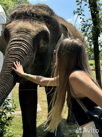Тур в парк слонов
