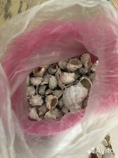 Морские камни ракушки