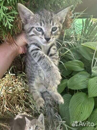 Котята бесплатно