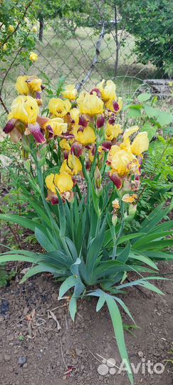 Цветы для сада, ирис, гвоздика, пион, агава