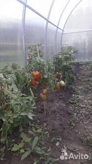 Семена томатов СССР