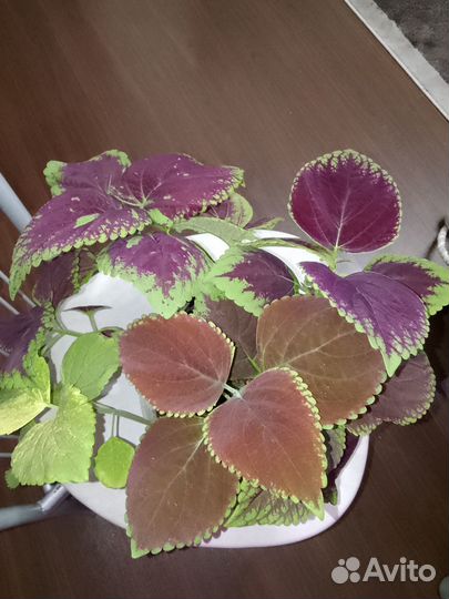 Колеус сортовой сеянцы