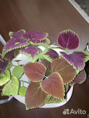 Колеус сортовой сеянцы