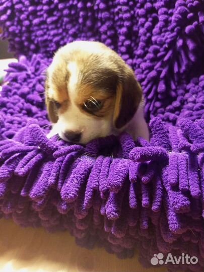 Бигль щенок