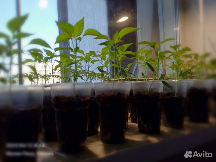 Перец острый