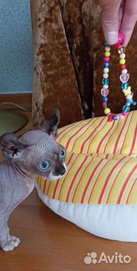 Канадский сфинкс Двэльфик