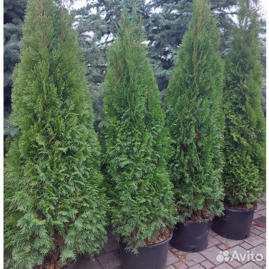 Туя Смарагд 1 метра и 2 метра