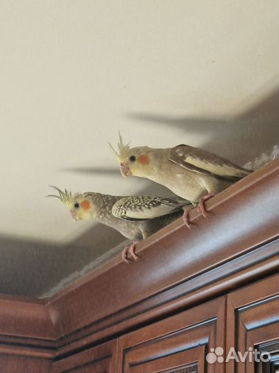 Продам попугая кореллу