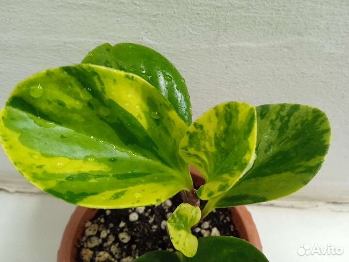 Пеперомия вариегатная