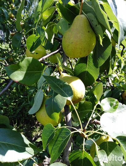 Груши