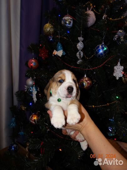 Щенок бигль