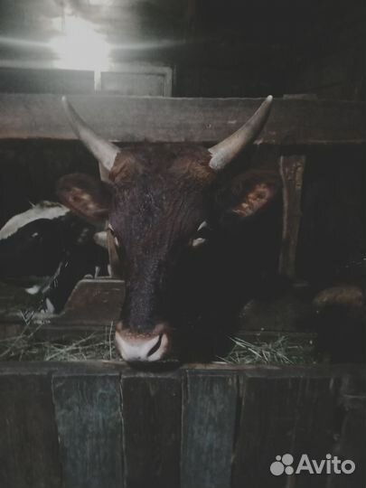 Быки на племя