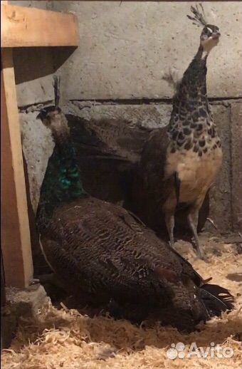 Павлины продажа