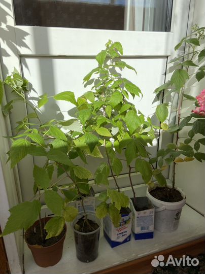 Саженцы малины ремонтантной Карамелька и других