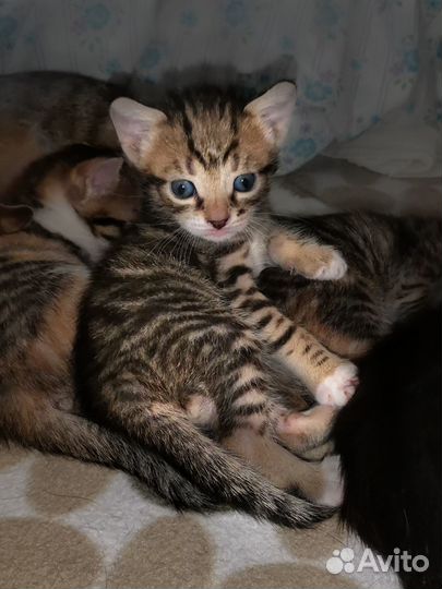 Милые котята и мама-кошка ищут дом