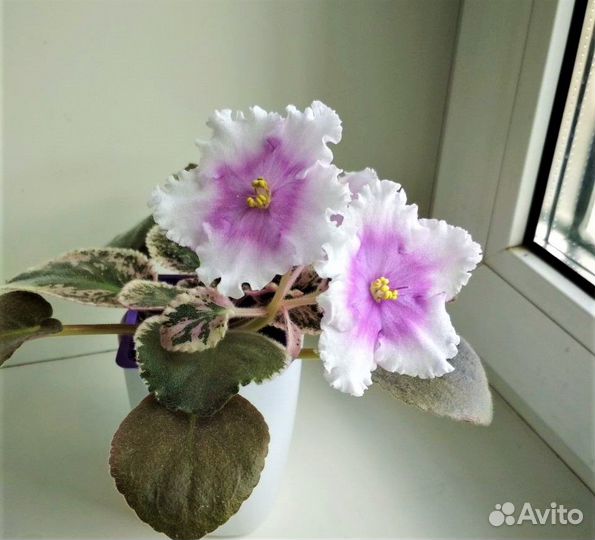 Сортовые фиалки, пасынки