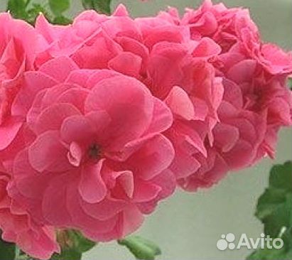 Пеларгония плющелистная сортовая