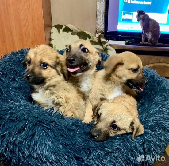 Щенки маленькой собаки 3 мес в добрые руки