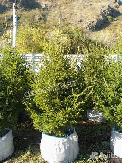 Ель Сибирская Экстра класс 180-220см