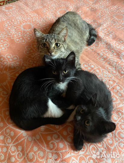 Котята разных цветов в дар 2 мес