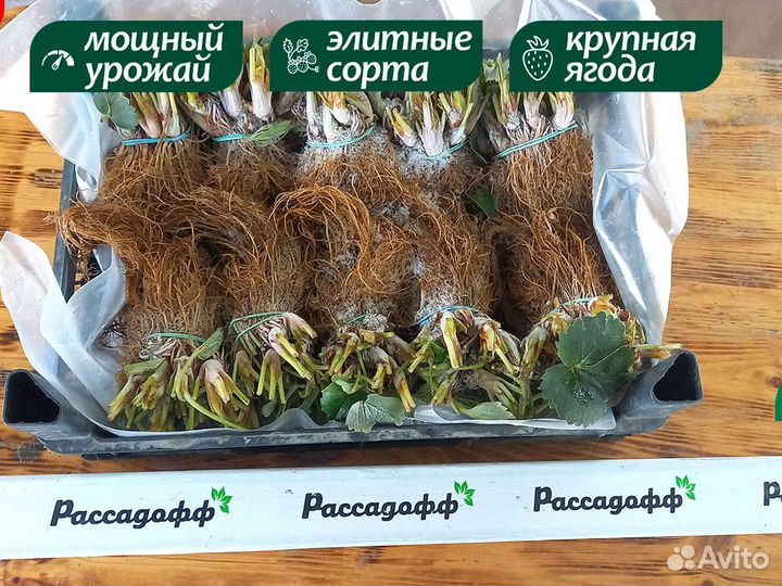 Рассада клубники. Опт от 64 шт