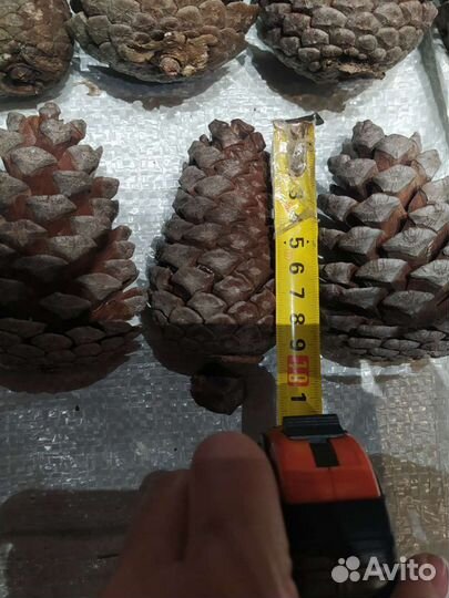 Шишки пицундской сосны