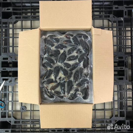 Мидии Голубые в раковине