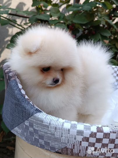 Мини девочка