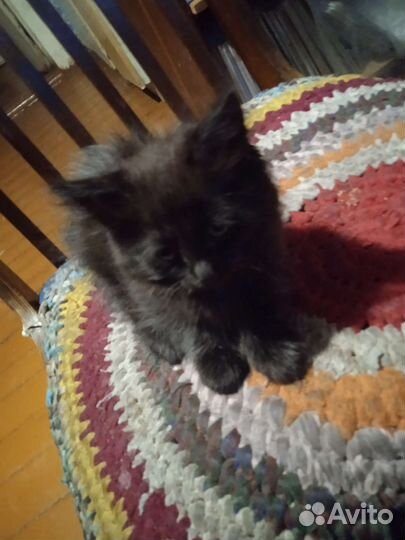 Котята в добрые руки бесплатно