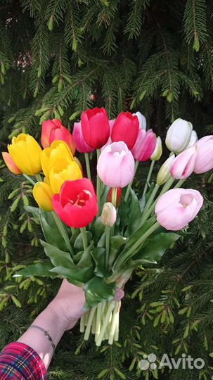Тюльпаны реал тач