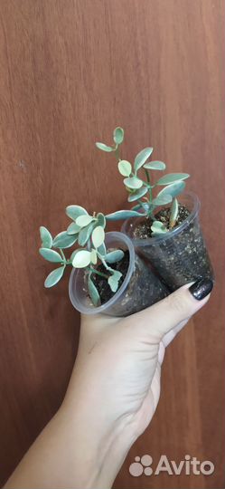 Хойя, дисхидия