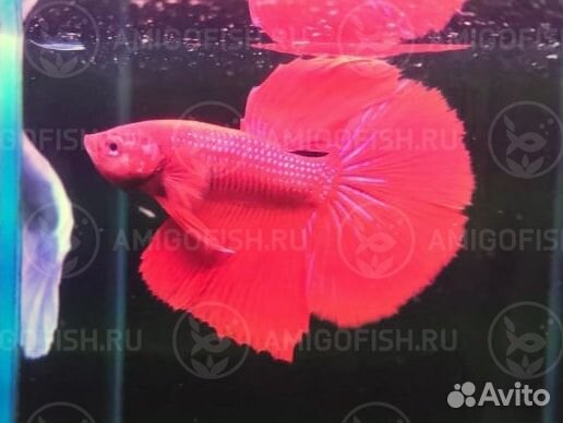 Петушок Халф Мун (Betta male Halfmoon) Люкс